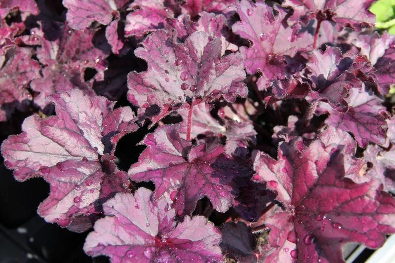 Heuchera 'Forever Purple' (Purpurglöckchen)