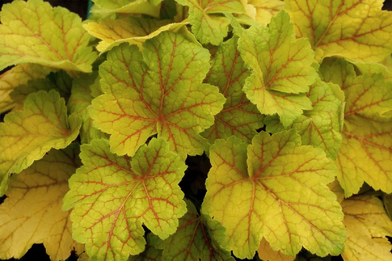 Heuchera 'Electra' (Purpurglöckchen)
