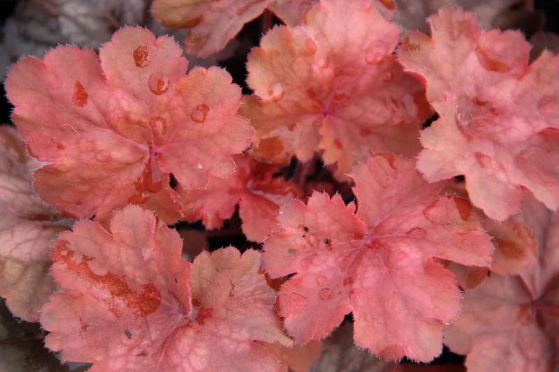 Heuchera 'Cherry Cola' (Purpurglöckchen)
