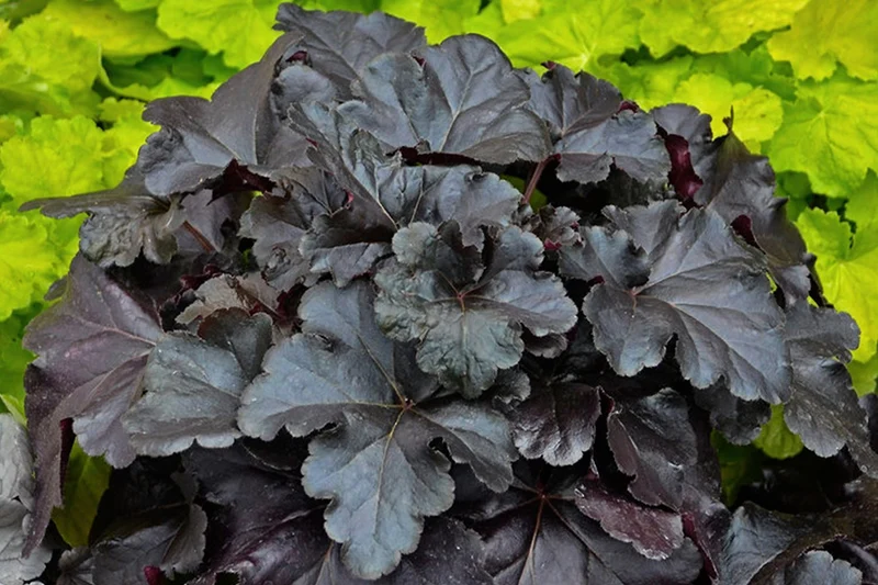 Heuchera 'Black Pearl' (Purpurglöckchen)