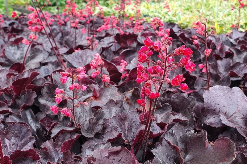 Heuchera 'Black Forest Cake' (Purpurglöckchen)