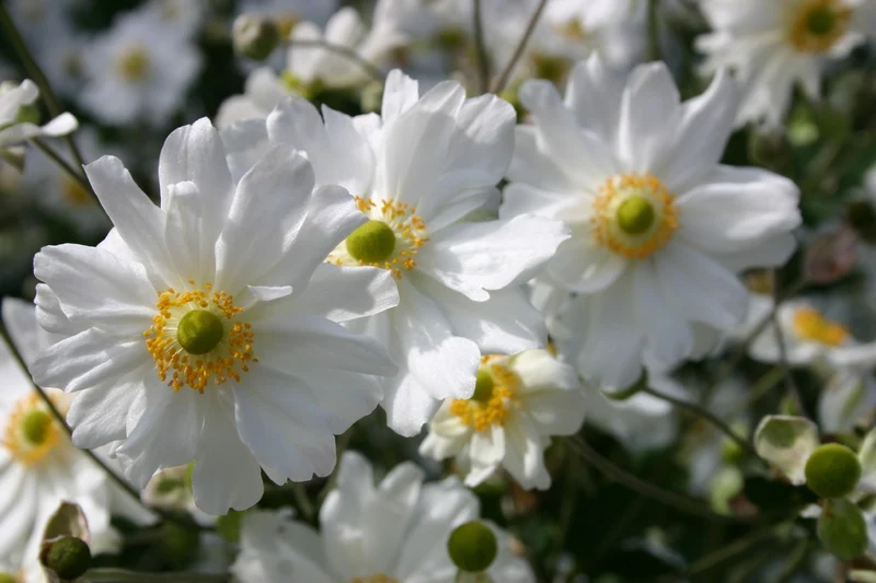 Anemone x japonica 'Whirlwind' (Herbstanemone)
