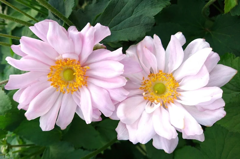 Anemone x japonica 'Mont Rose' (Herbstanemone)