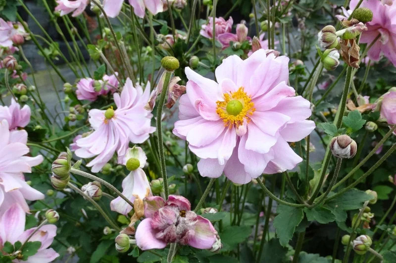 Anemone x japonica 'Mont Rose' (Herbstanemone)