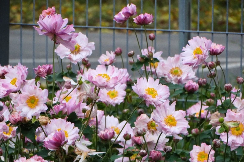 Anemone x japonica 'Mont Rose' (Herbstanemone)