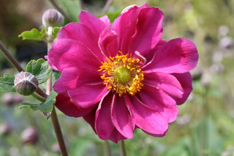 Anemone x japonica 'Margarete' (Herbstanemone)