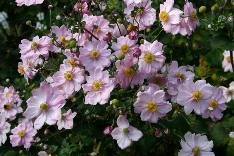 Anemone x japonica 'Königin Charlotte' (Herbstanemone)