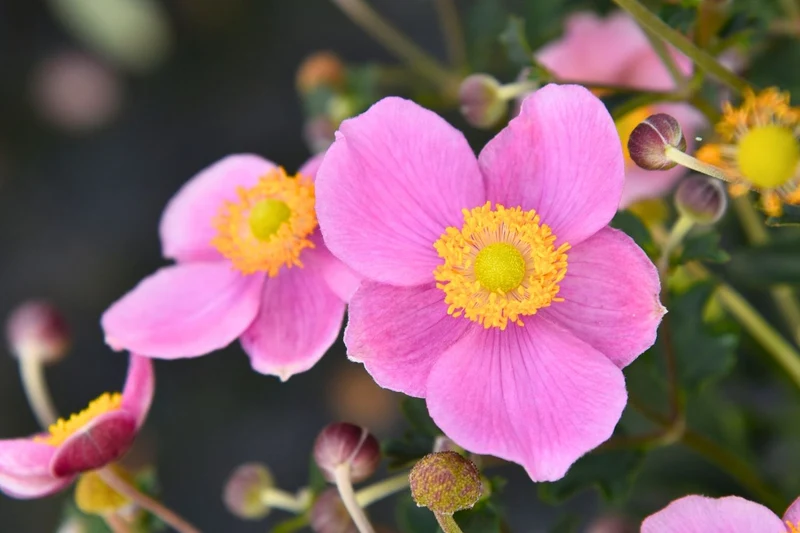 Anemone 'Summer Breeze Bright Pink' (Herbstanemone)