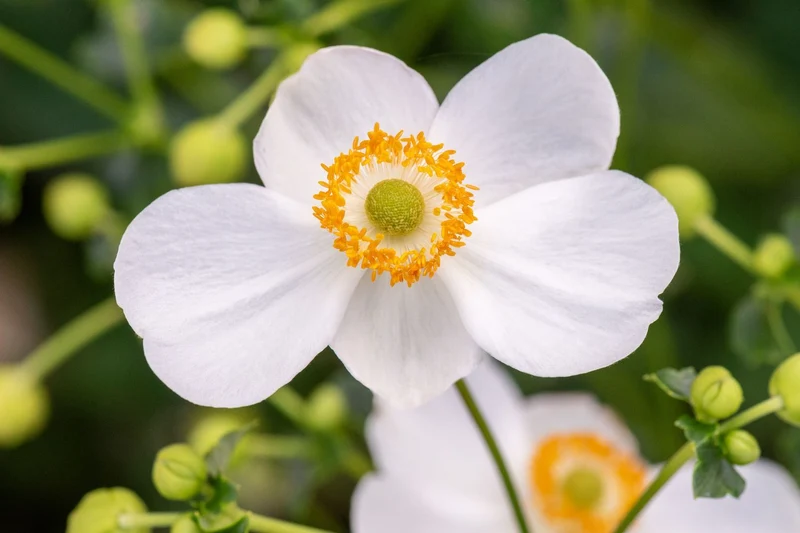 Anemone 'Pretty Lady Maria' ® (Herbstanemone)