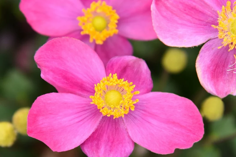 Anemone 'Little Breeze Kiss' (Herbstanemone)