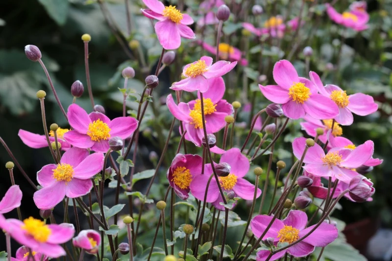 Anemone 'Little Breeze Kiss' (Herbstanemone)