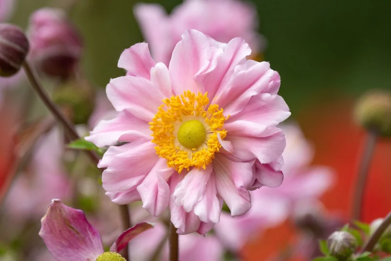 Anemone 'Garden Breeze Whirlwind Pink' ® (Herbstanemone)