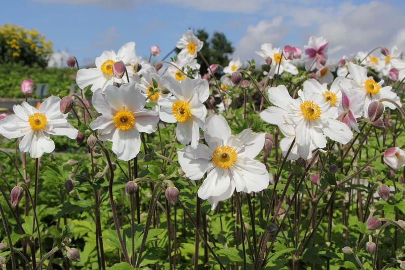 Anemone 'Dainty Swan' ® (Herbstanemone)