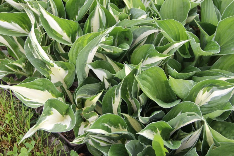 Hosta 'Amazone' (Funkie)