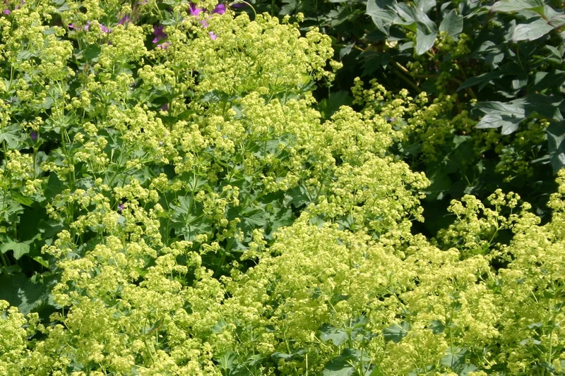 Lythrum-Paket 'Candy' (Süße Romantik in Kompaktform)
