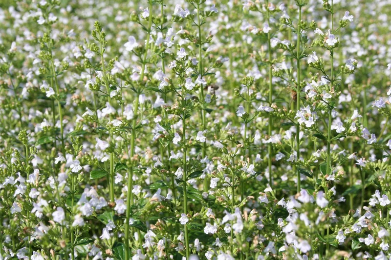 Trockenhero (Blütenfülle in Zeiten des Klimawandels)