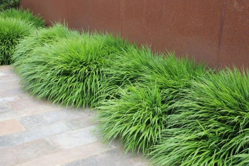 Hakonechloa-Paket 'Geisha' (Kunstvolles Blatt- und Blütenwerk)
