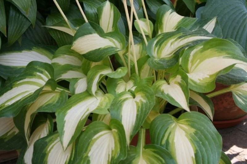 Hakonechloa-Paket 'Geisha' (Kunstvolles Blatt- und Blütenwerk)
