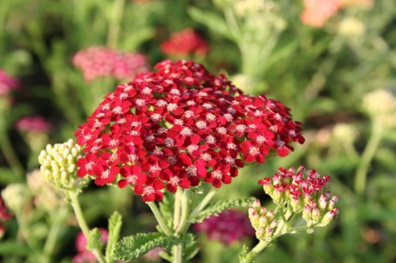 Achillea-Paket 'Happy' (Gute Laune garantiert!)