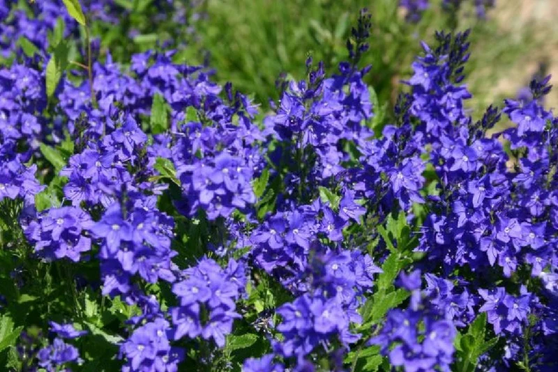 Achillea-Paket 'Happy' (Gute Laune garantiert!)