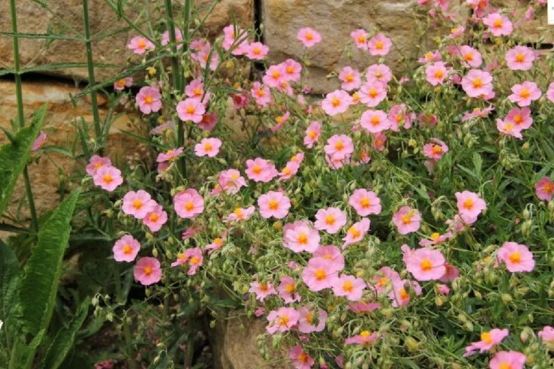 Alhambra (Urlaubsfeeling im eigenen Garten)