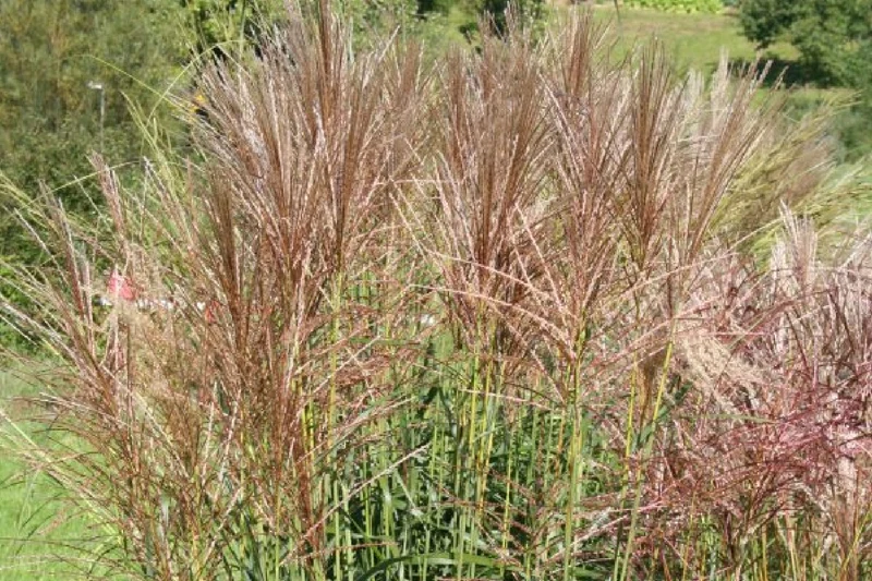 Leuchtender Herbst (Farbenfroher Ausklang im Garten)
