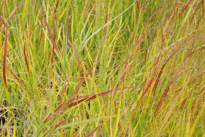 Leuchtender Herbst (Farbenfroher Ausklang im Garten)