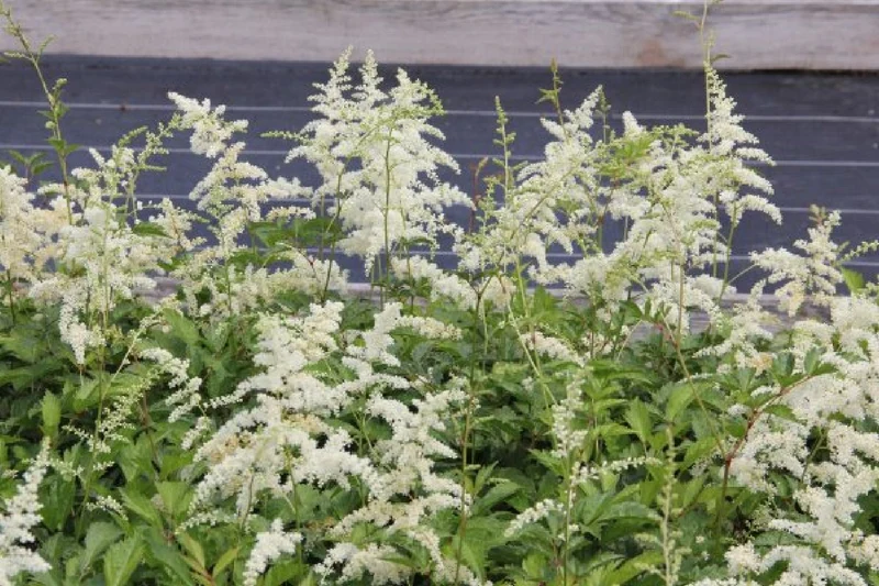 Charmantes Schattenbeet (Blüten-& Blattschmuck für lichtarme Gartenbereiche)