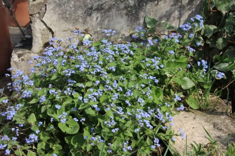 Charmantes Schattenbeet (Blüten-& Blattschmuck für lichtarme Gartenbereiche)