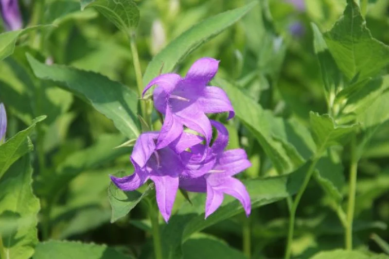 Charmantes Schattenbeet (Blüten-& Blattschmuck für lichtarme Gartenbereiche)