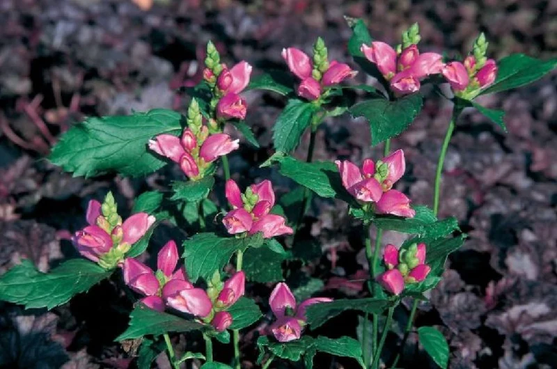 Charmantes Schattenbeet (Blüten-& Blattschmuck für lichtarme Gartenbereiche)