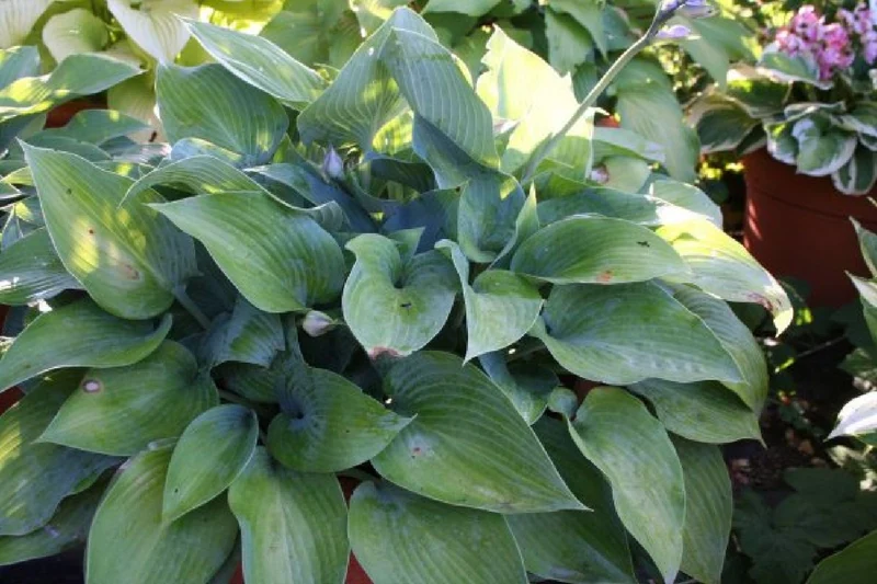 Charmantes Schattenbeet (Blüten-& Blattschmuck für lichtarme Gartenbereiche)