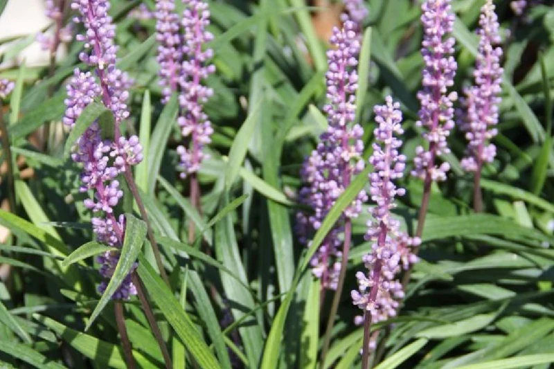 Charmantes Schattenbeet (Blüten-& Blattschmuck für lichtarme Gartenbereiche)