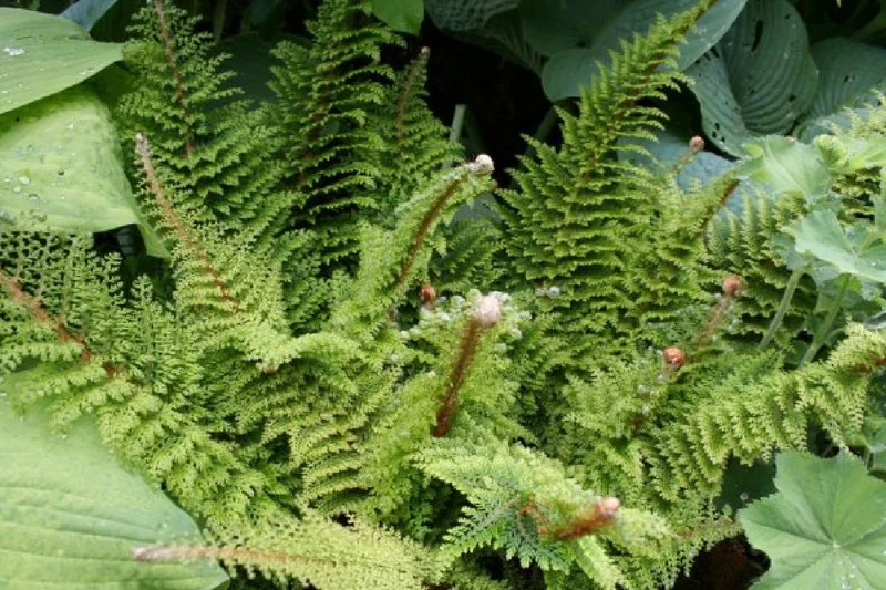 Charmantes Schattenbeet (Blüten-& Blattschmuck für lichtarme Gartenbereiche)