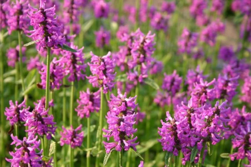 Charmantes Schattenbeet (Blüten-& Blattschmuck für lichtarme Gartenbereiche)