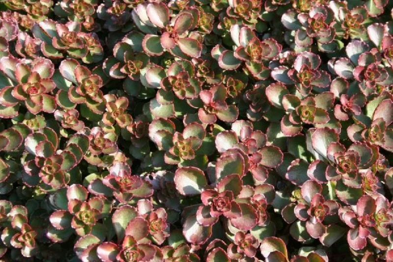 Das Hangbeet (Clevere Bepflanzung für schräge Flächen)