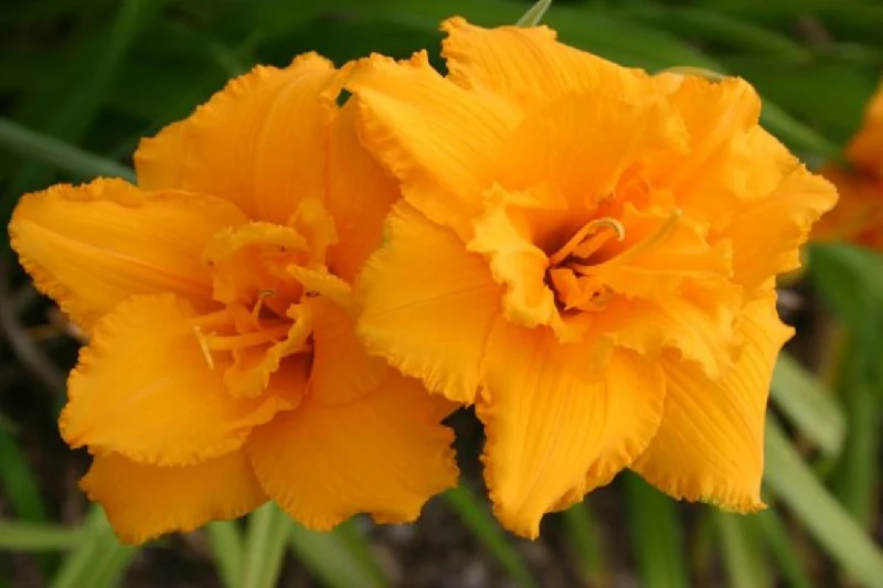 Hemerocallis-Paket 'Firebird' (Feurige Farben für den sommerlichen Garten)