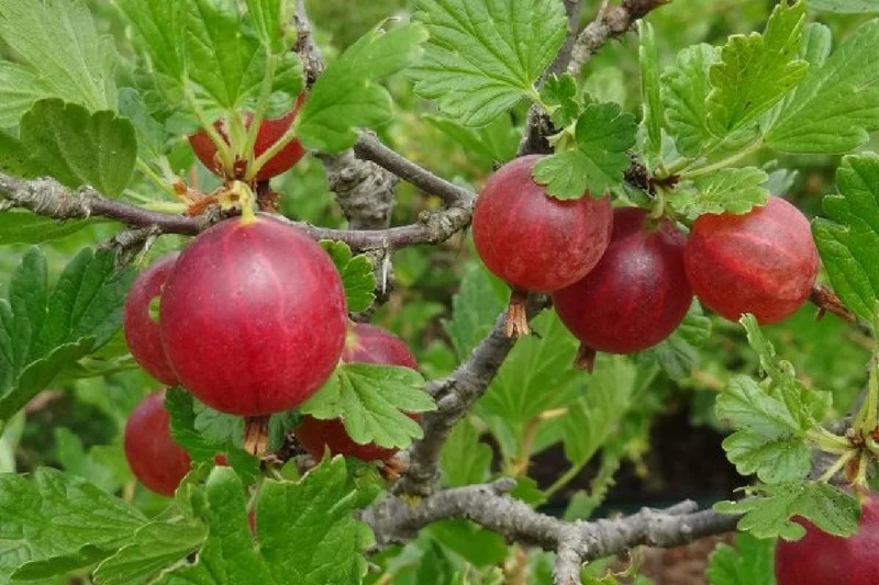 Naschbärbeet (Ein Schlemmerparadies für Groß & Klein)