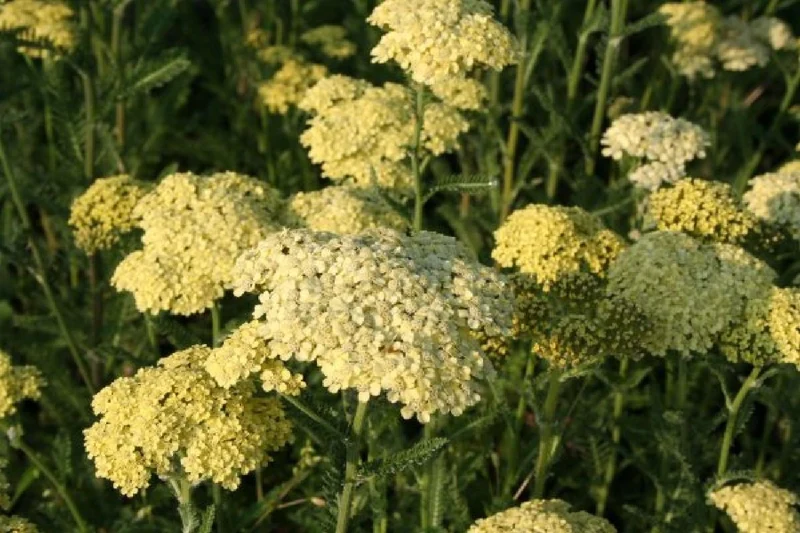 Sommerhimmel (So schön wie Sonnenschein und Wattewölkchen)