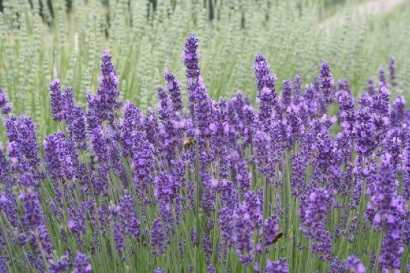 Nasenschmeichler (Herrlicher Duft und ausdauernde Blüten)