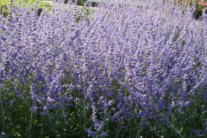 Nasenschmeichler (Herrlicher Duft und ausdauernde Blüten)