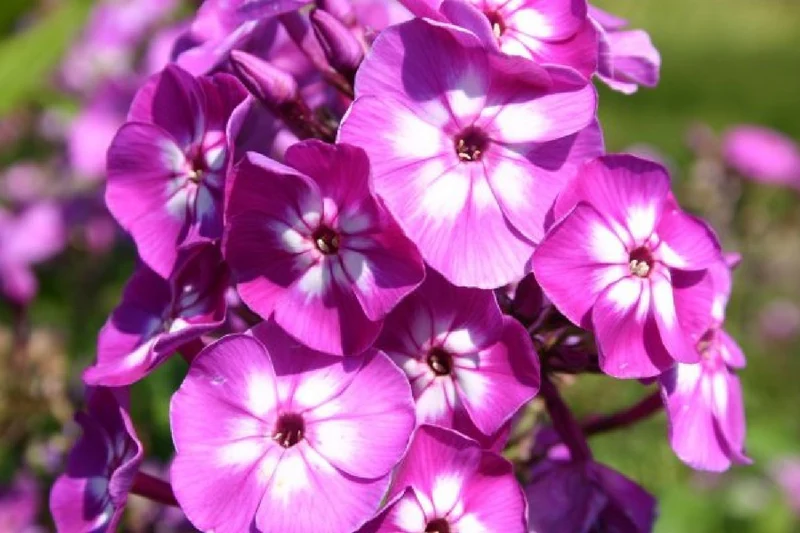 Nasenschmeichler (Herrlicher Duft und ausdauernde Blüten)