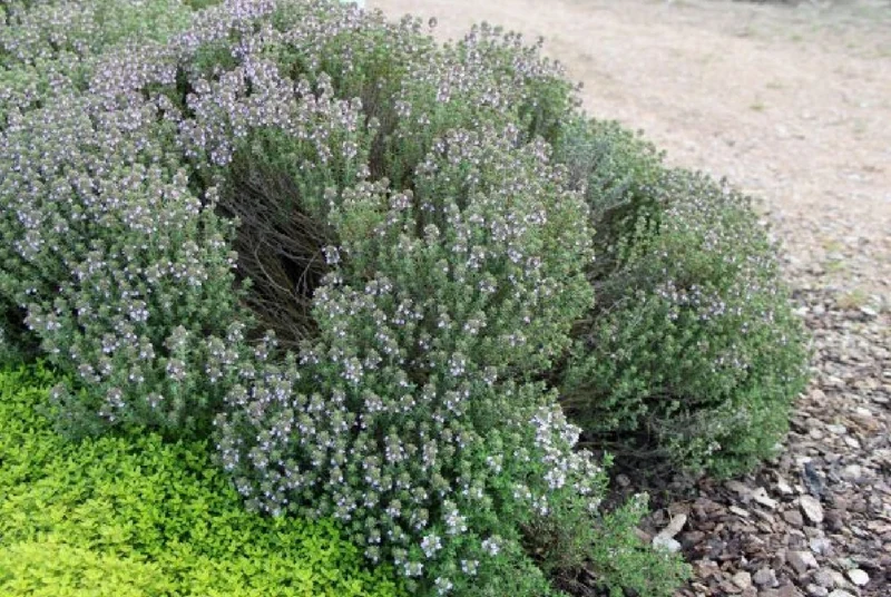 Nasenschmeichler (Herrlicher Duft und ausdauernde Blüten)