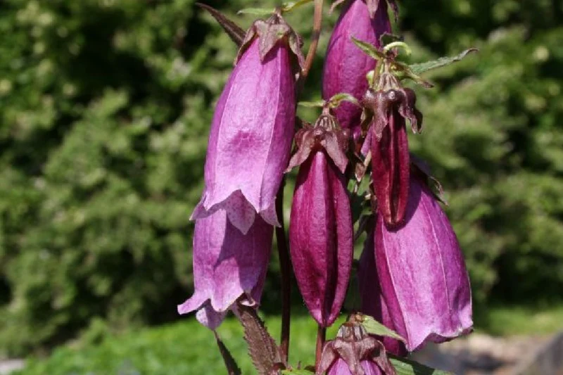 Traum in Mauve & Silber (Mitreißende Ton-in-Ton Inszenierung)