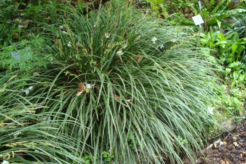 Licht und Schatten (Schönes für dunkle Gartenecken)
