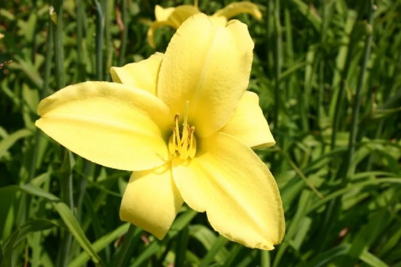Licht und Schatten (Schönes für dunkle Gartenecken)
