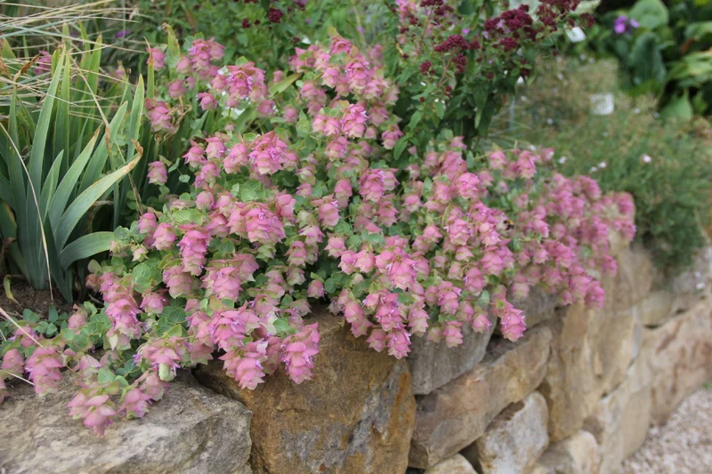 Origanum rotundifolium 'Kent Beauty' (Rundblättriger Dost)