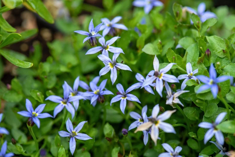 Isotoma fluviatilis 'Dark Blue' (Blauer Bubikopf)