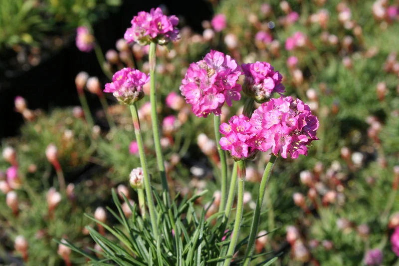 Armeria maritima 'Düsseldorfer Stolz' (Garten-Grasnelke)