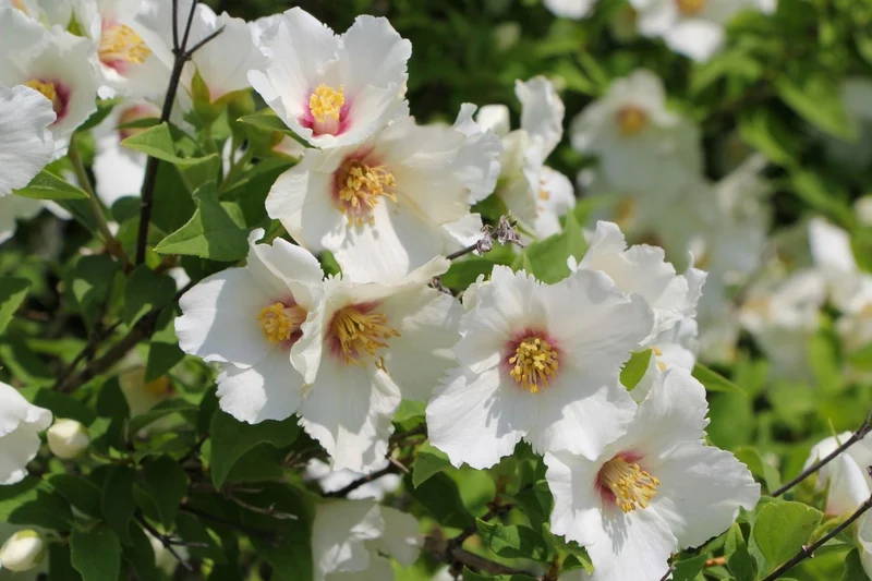 Philadelphus 'Belle Etoile' (Falscher Jasmin | Bauernjasmin)